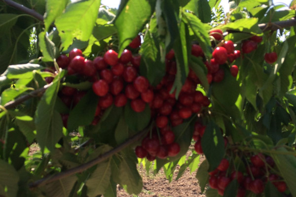 Черешневый сад в Херсонской области